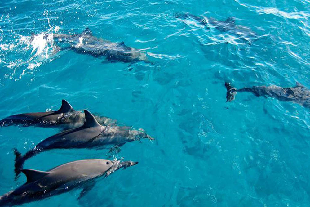 Half Day Mnemba Island Tour - thumbnail 3