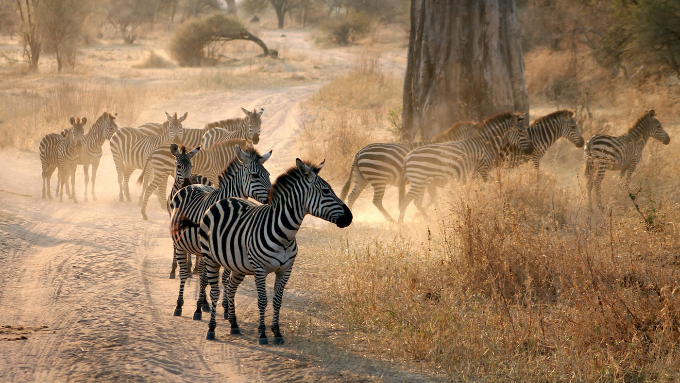 4 Days 3 Nights: Manyara - Ngorongoro - Serengeti Safari - thumbnail 4