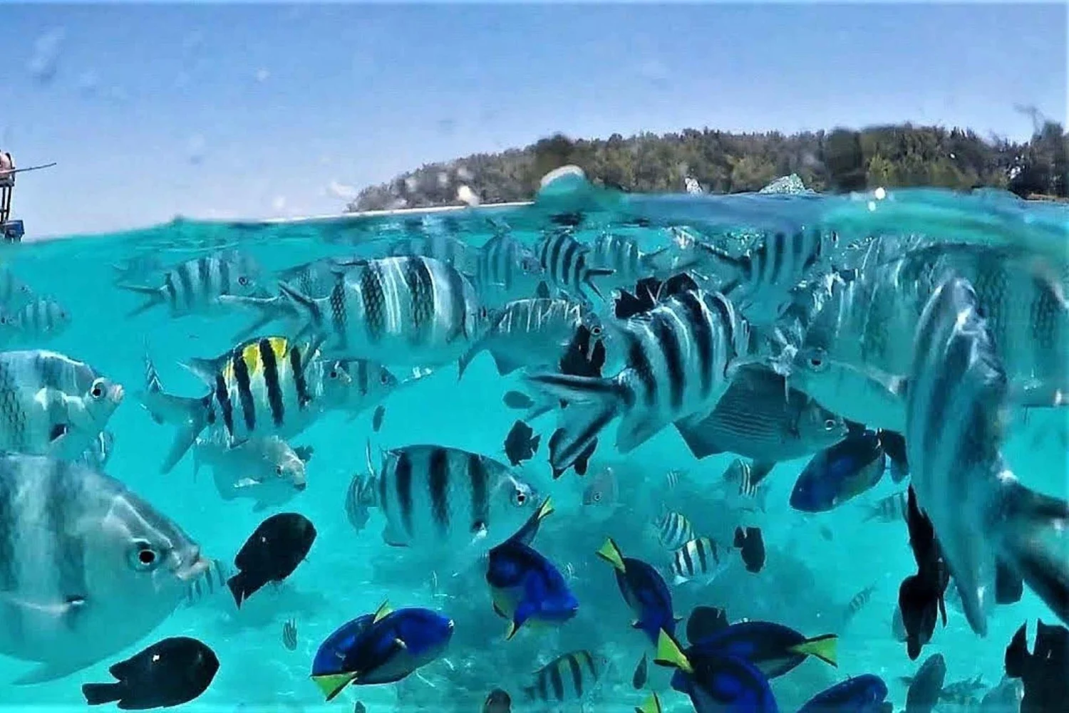 Zanzibar: Mnemba Island Private Snorkeling Tour with Pickup - thumbnail 5