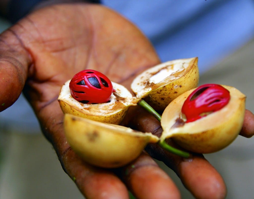 Spice Tour and Jozani Forest - thumbnail 5